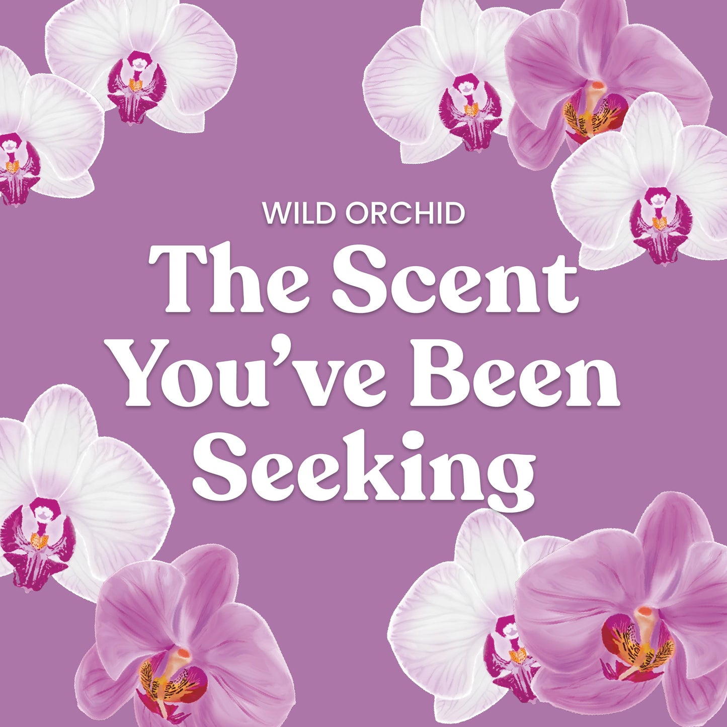 Wild Orchid