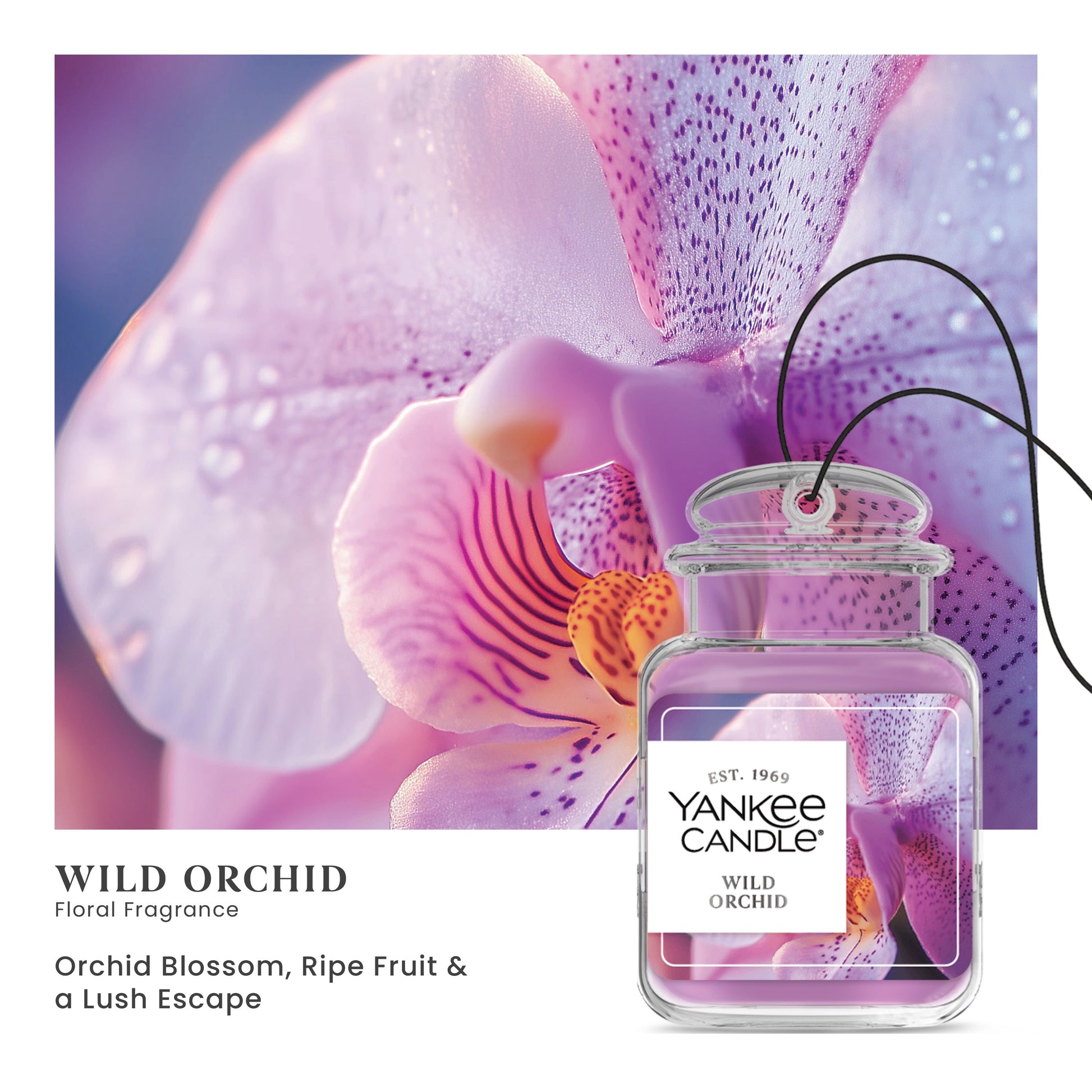 Wild Orchid